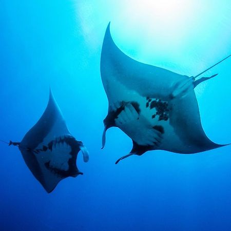 Island scuba inn Dhangethi Exterior foto
