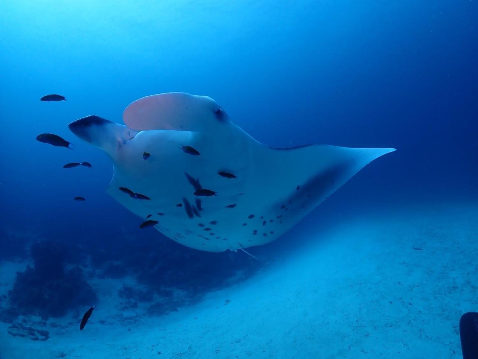 Island scuba inn Dhangethi Exterior foto