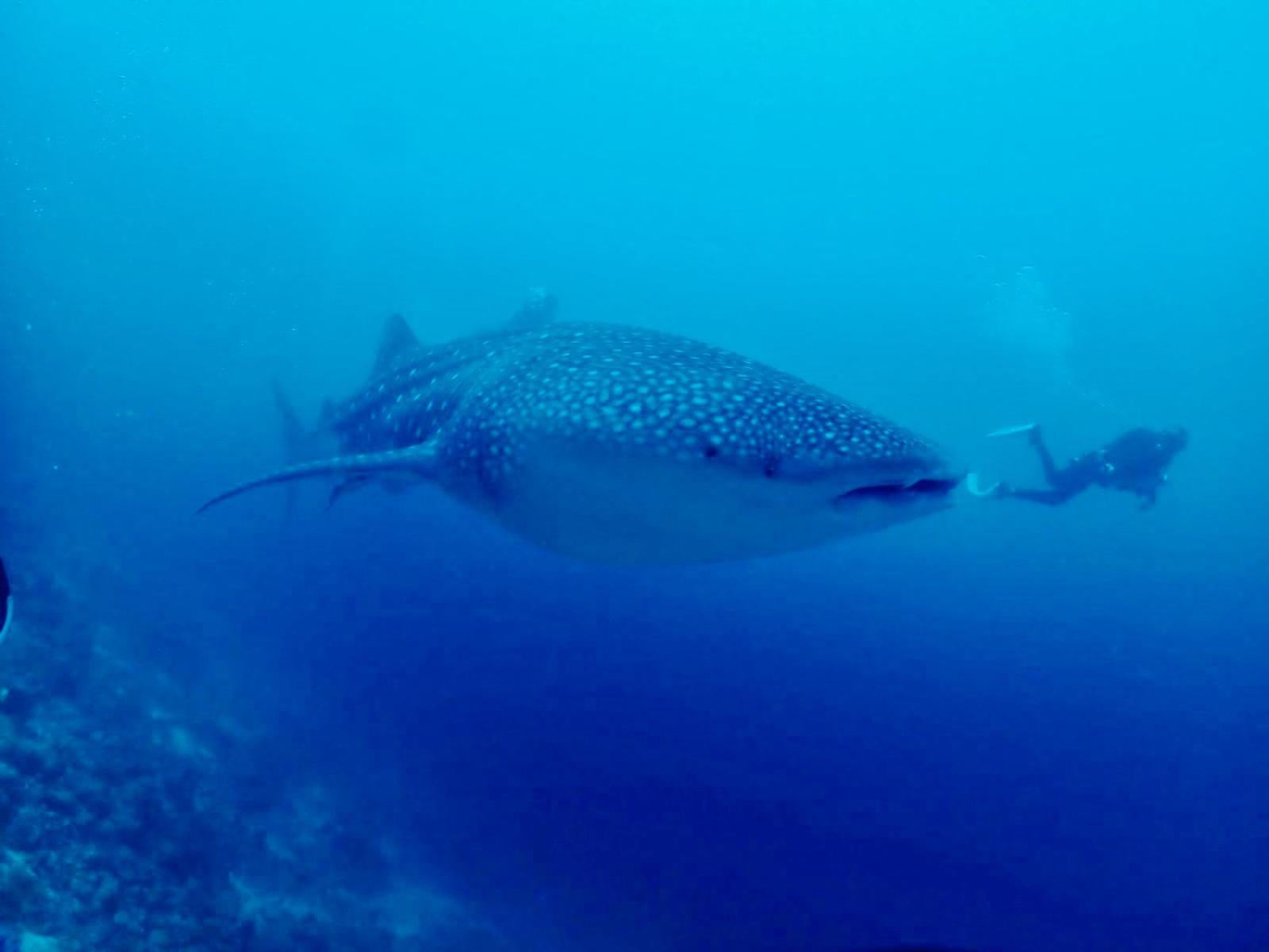 Island scuba inn Dhangethi Exterior foto
